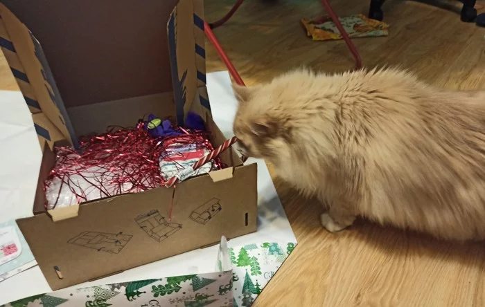 ADM St. Petersburg - St. Petersburg - My, Gift exchange report, Secret Santa, New Year's gift exchange, New Year's miracle, Longpost, cat, Gift exchange
