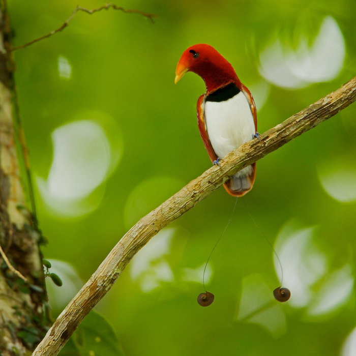     The National Geographic,  , , , , 