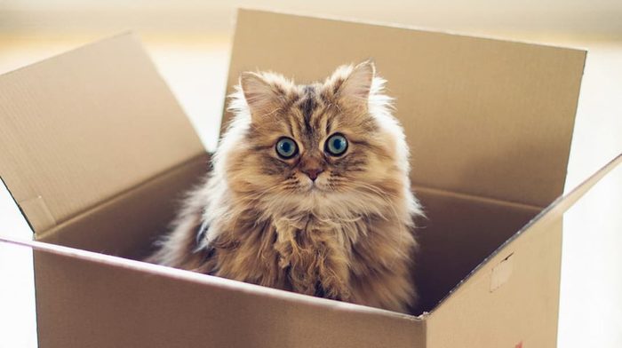 Почему коты любят коробки?