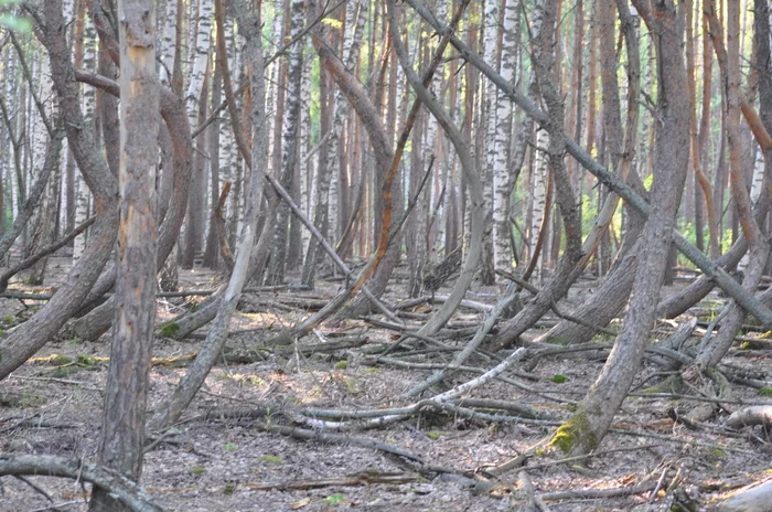 Amazing nearby Dancing Forest - My, Amazing, The nature of Russia, Mystical places, Forest, Longpost