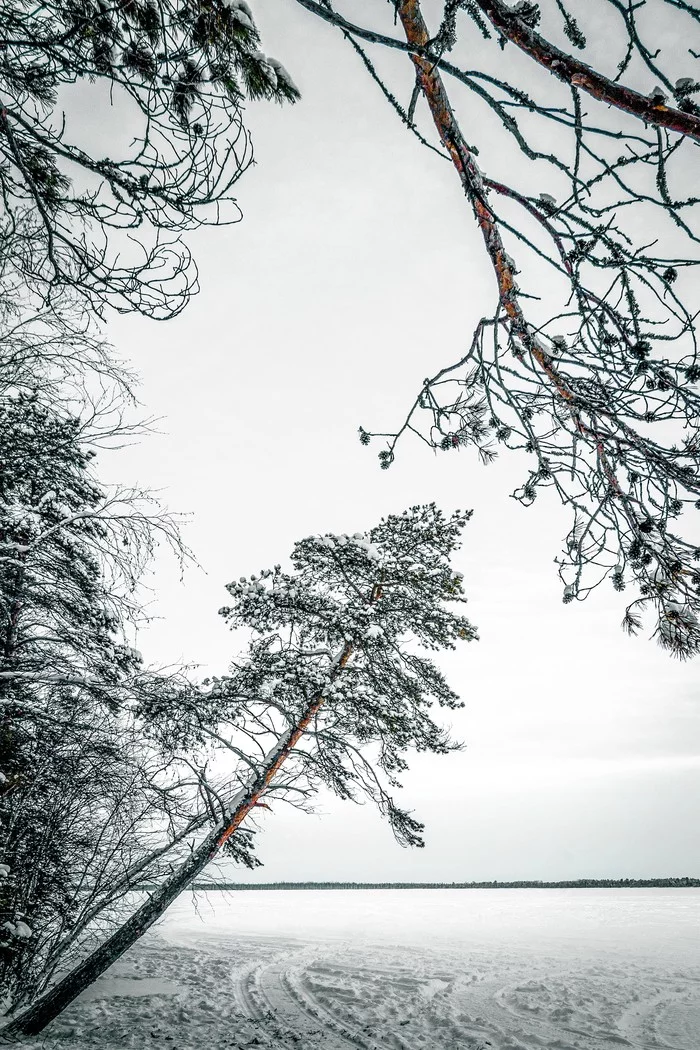 It would seem that winter has stolen the colors, leaving us with just a little... - My, Beginning photographer, Landscape, Lake, Pine, Canon 70d, Lightroom mobile, Tobolsk, Winter, Longpost