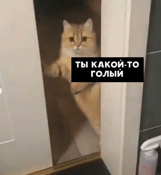 Котик должен контролировать! - Кот, Контроль, Милота, Длиннопост