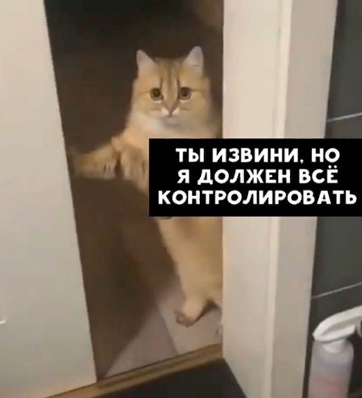 Котик должен контролировать! - Кот, Контроль, Милота, Длиннопост