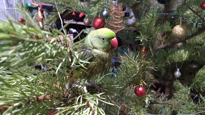 New Year's parrot - My, A parrot, Milota, Ornithology, Pets, Birds