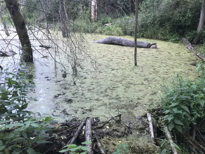 Beaver Dam - My, Dam, Nature, Beavers, Hunting