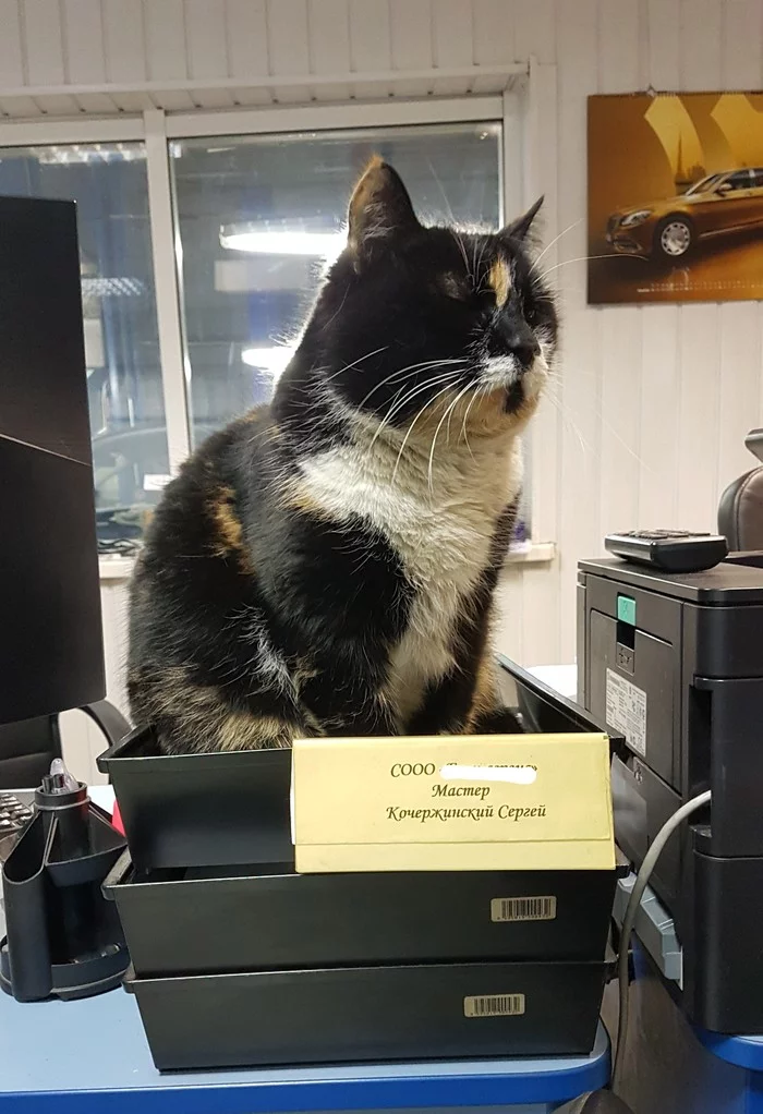 Automaker of the Year - My, cat, Catomafia, Master, Employees