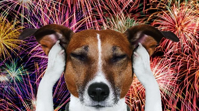 Firecrackers are evil! People and animals suffer from year to year! - My, Petard, Pupils, Explosion, We blow up firecrackers, Blow off a firecracker, Firecracker explosions