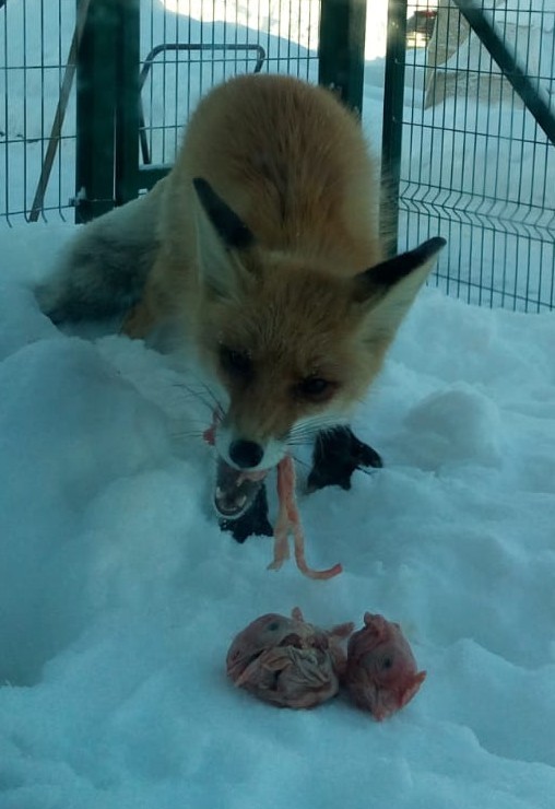 Wow, how delicious - My, Fox, Photo on sneaker, Animals