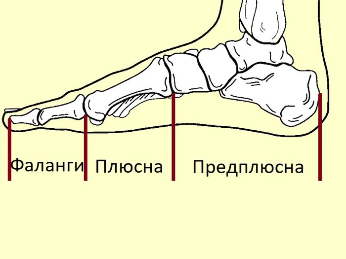 Плюсна стопы где находится фото