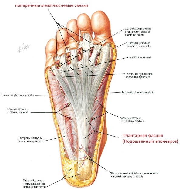 Foot part 1 (anatomy) - My, Traumatology, The medicine, Longpost