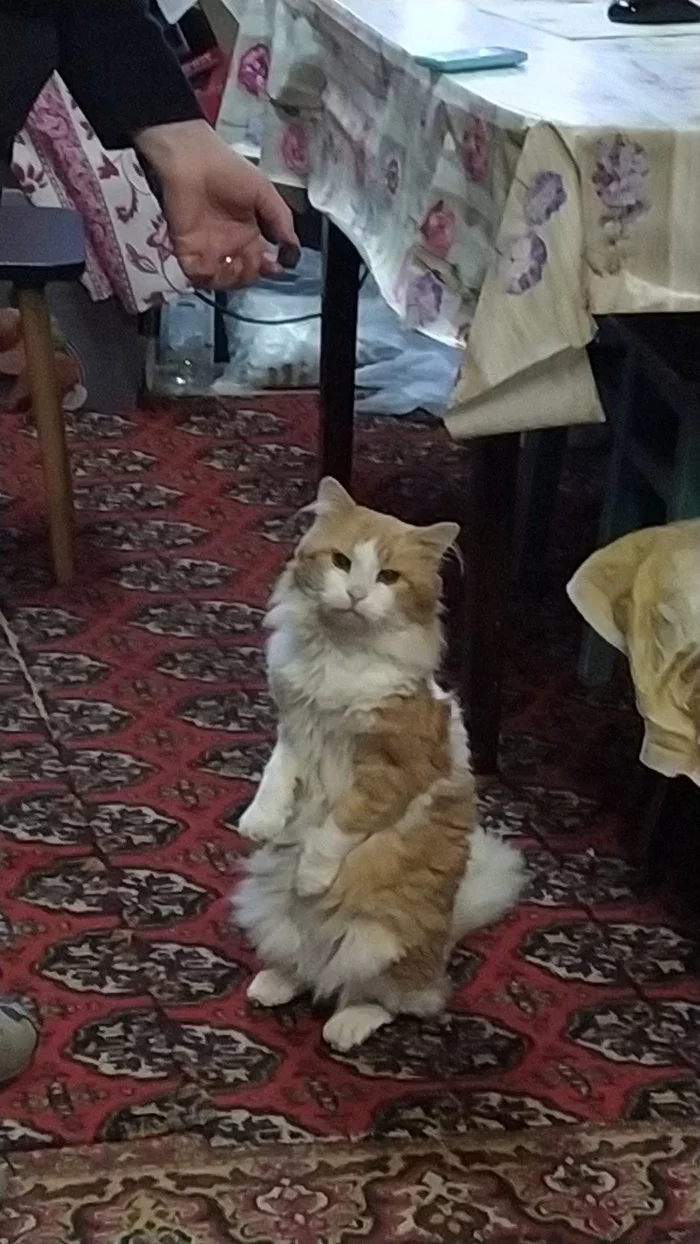 Dad really asked to show the cat on the Internet :3 - My, cat, Is sitting, Village, Longpost