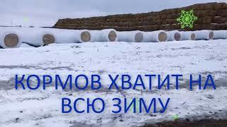 Practical examples of storing hay and haylage in winter - My, Hay, Fattening of bulls, Farmer, Farm project, Breed, Video