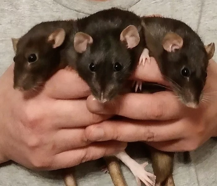 Rat Gorynych Three-Headed - My, Rat dumbo, Year of the Rat, Rat, Pets