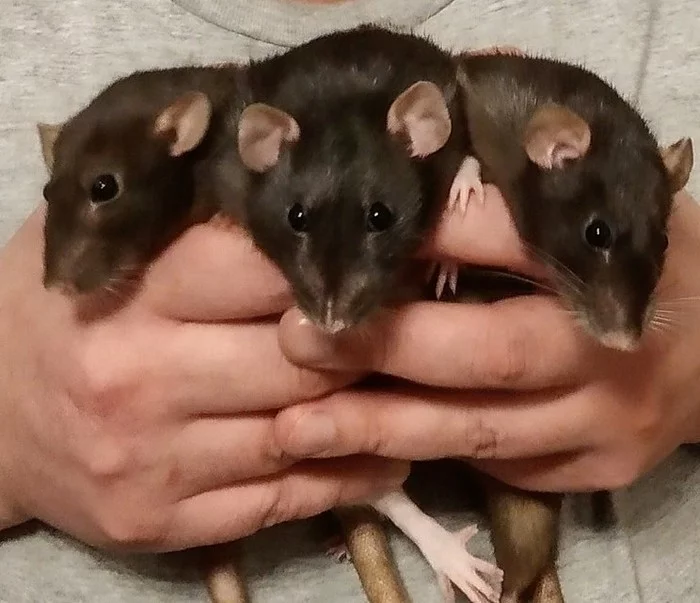 RatGorynych Three-Headed - My, Rat dumbo, Year of the Rat, Rat, Pets