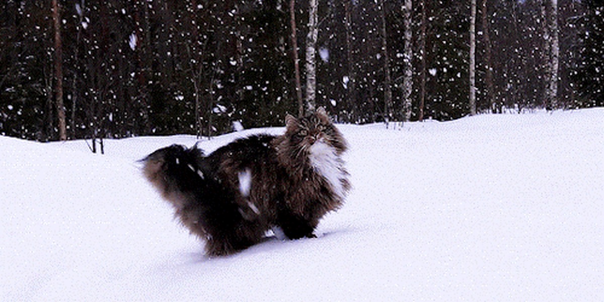 Cat in the snow - cat, Snow, Bounce, Joy, Unexpected joy, GIF