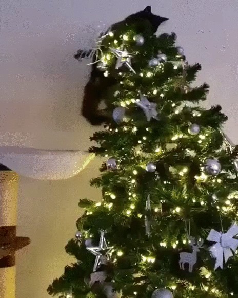 Звезда на елке Кот, Котомафия, Черный кот, Домашние животные, Новогодняя елка, Залез, Гифка