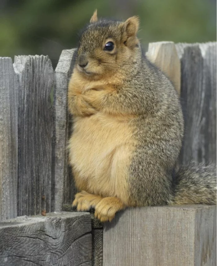 Me when there is no snow on New Year's Eve - My, Snow, New Year, Squirrel