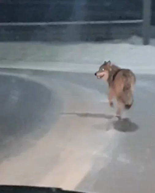 A huge wolf runs around at night in Syktyvkar - Wolf, Syktyvkar, Video, Longpost