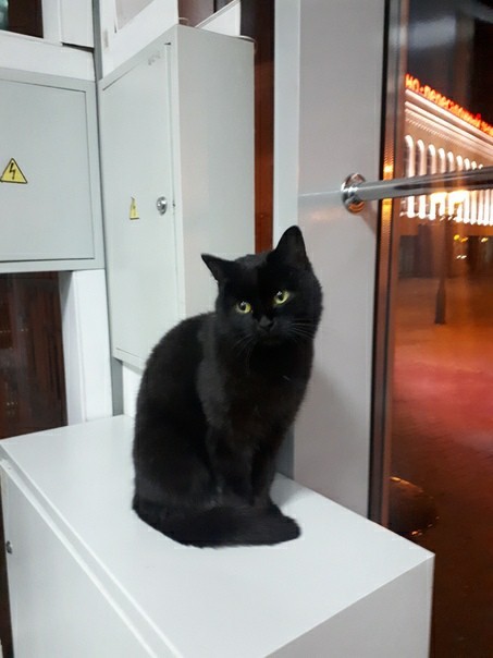 The cat is looking for a home - My, Kazan, Homeless animals, In good hands, Longpost, cat, No rating