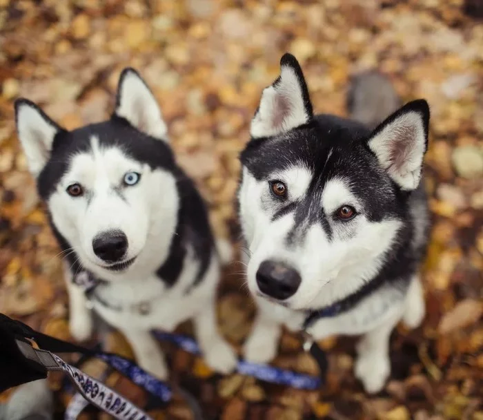 Preface - Husky, Siberian Husky