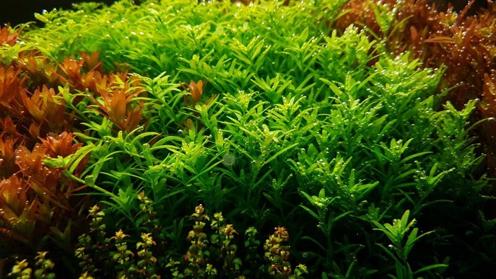 Пирлинг здоровых растений