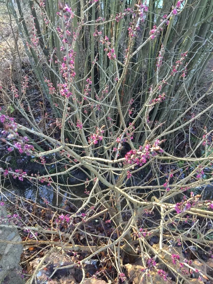 Almost spring? - Anomaly, Flowers, Dacha