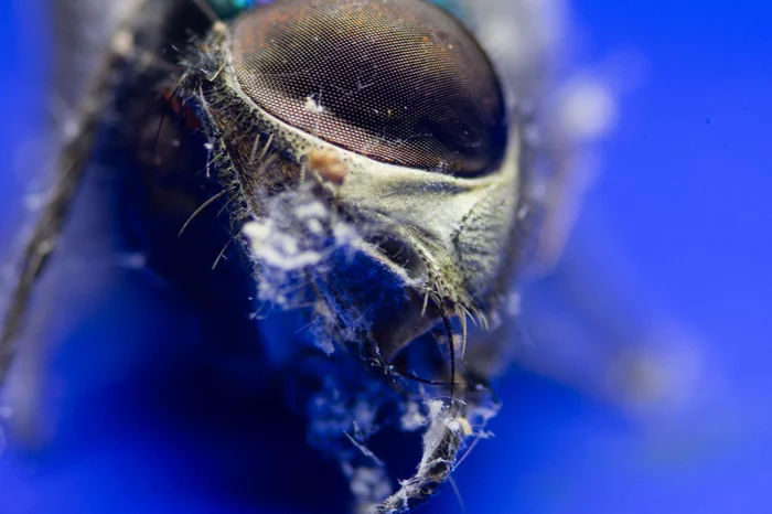 When you want to take pictures, but the only models you can find are a dried fly and balls from the Christmas tree - My, Macro photography, Macro, Муха, Canon EOS 550D, Inverted lens, Macrocosm