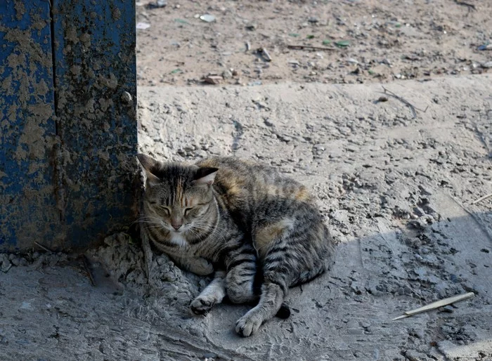 Lazy people - My, Cats and dogs together, Nature, cat