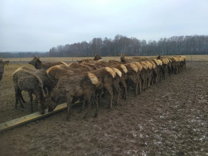 Зимой на ферме - Олени, Благородные олени, Марал, Ферма, Длиннопост