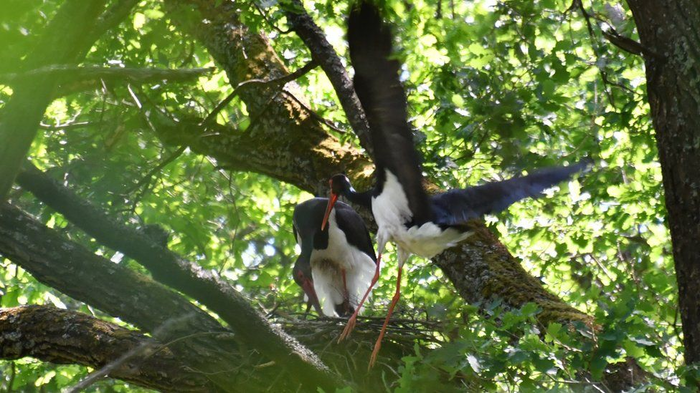 Радиация и Чернобыль. Дикие животные в зоне отчуждения Чернобыль, Природа, Радиация, Животные, Длиннопост, ЧАЭС