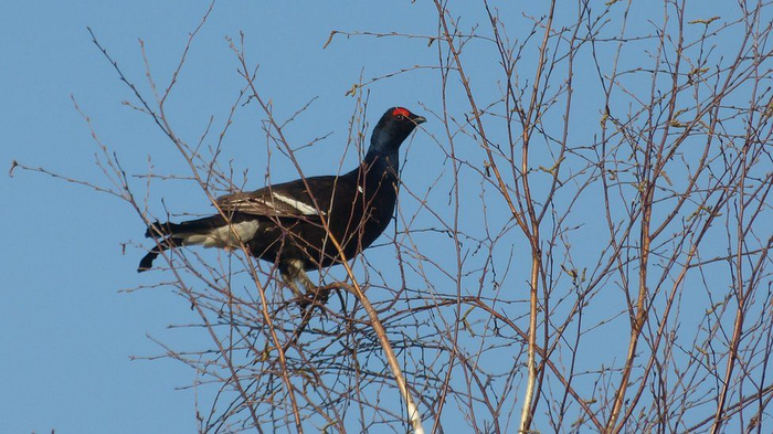 Радиация и Чернобыль. Дикие животные в зоне отчуждения Чернобыль, Природа, Радиация, Животные, Длиннопост, ЧАЭС
