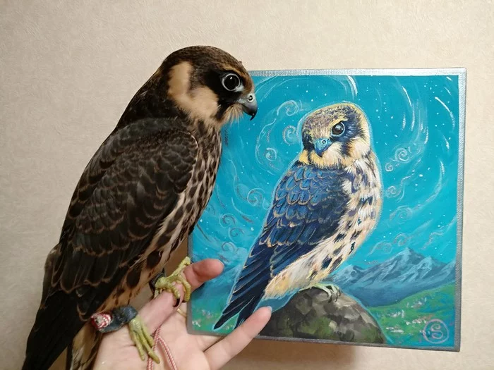 Falcon portrait - My, Art, Drawing, Painting, Falcon, Cheglok, Longpost