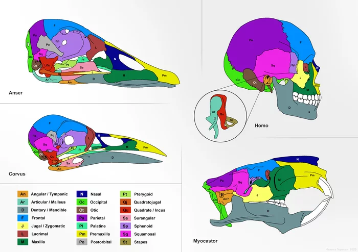 Homologous parts of the skulls of some vertebrates - My, Biology, Evolution, Scull