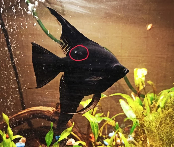 Angelfish. Problem. Treat or kill? - My, Angelfish, Aquarium fish, Aquarium plants, Aquarium