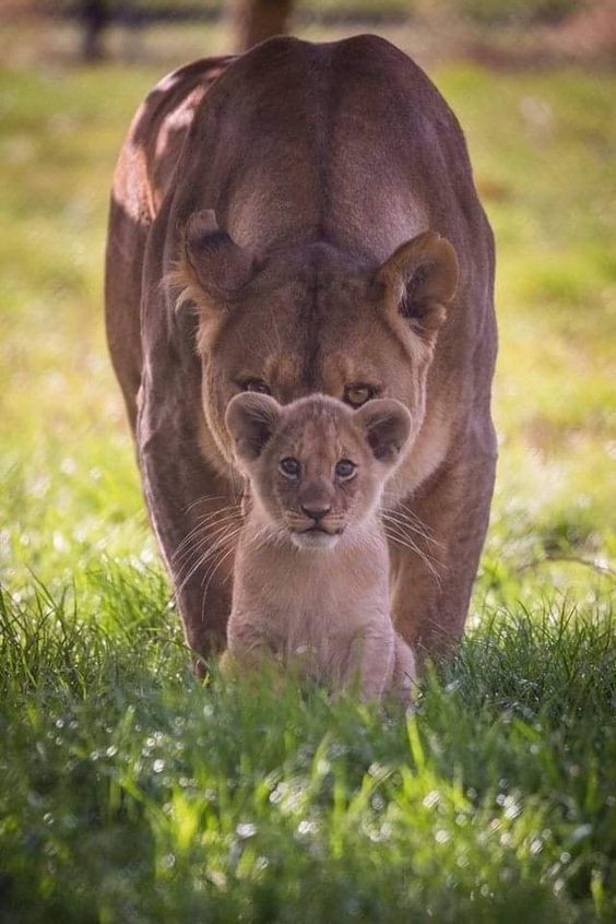 Под присмотром - Фотография, Лев, Кот, Животные, Детеныш, Львица, Львята, Размер