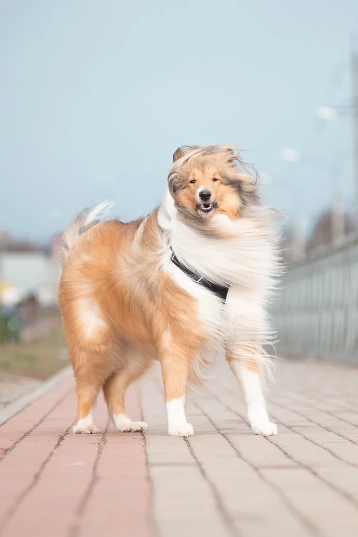 Fluffy knuckle :D - My, Collie, The photo, Wind, Dog