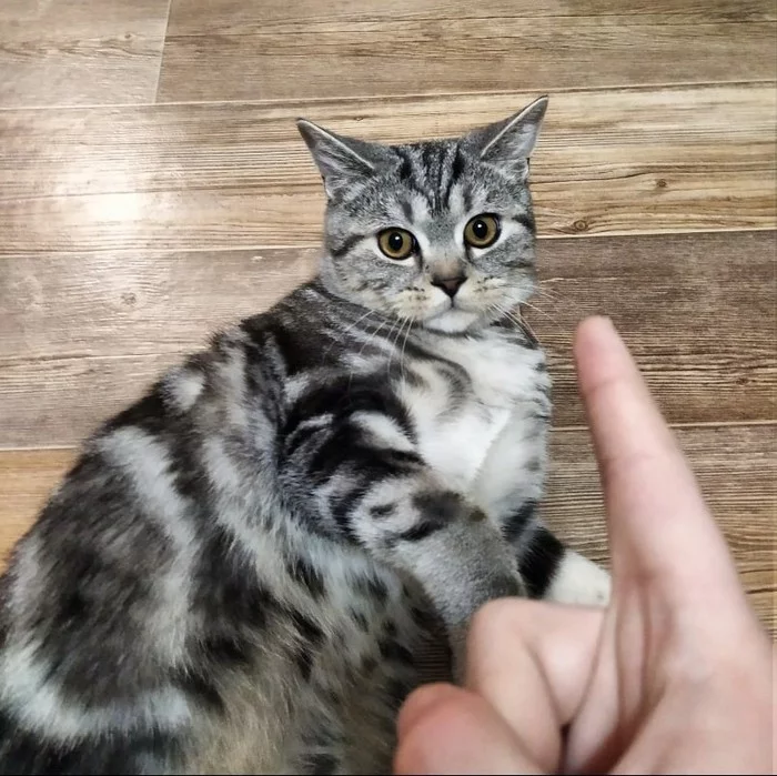 An attempt to explain to the cat that he should not bite failed... - My, cat, Upbringing, Kus, Longpost