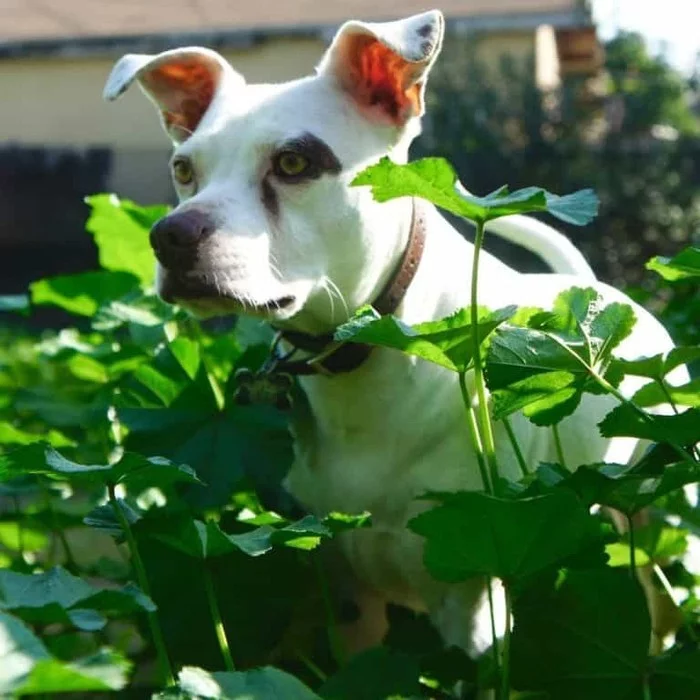 What does a poodle-pit bull mix look like? - Poodle, Pitbull, Mestizo, Dog