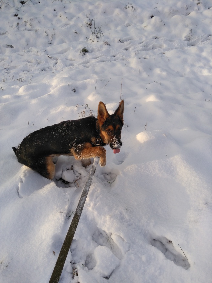 Выпал снег. Тем временем пёс: