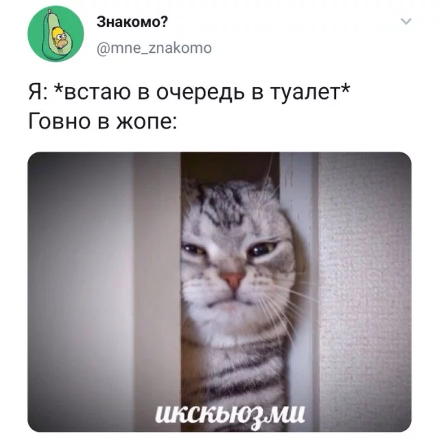 Икскьюзми - Мемы, Знакомо, Юмор, Кот, Очередь, Извинение