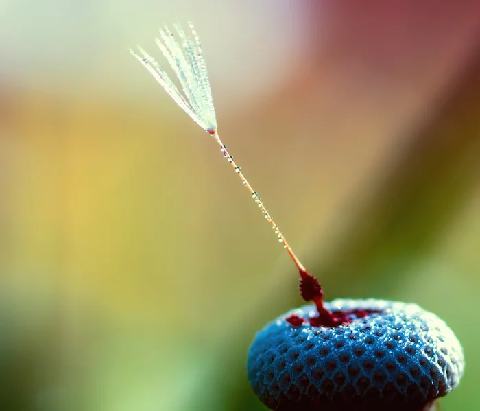 And there's a whole world under your feet - My, Macro photography, Flowers, Water, Dandelion, Liberty, Plants, Forest, beauty, Longpost