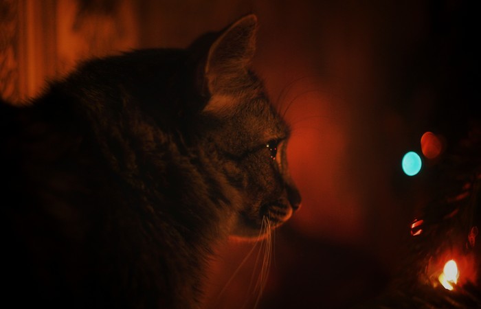 Flame of the Inquisition... - My, cat, Pensiveness, Muzzle, Helios, The photo, Christmas tree