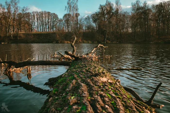 Abandoned park, von Taube estate, Skopinsky district - My, The nature of Russia, Nature, The photo, The park, Walk, Moss, Skopin, Ryazan Oblast, Longpost