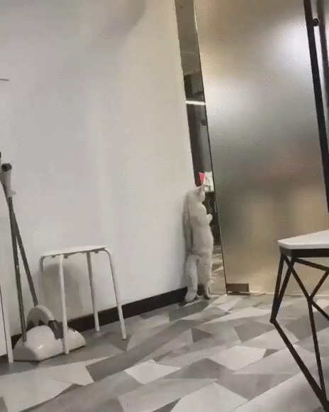 Что там сегодня на ужин? Нет, не рыбка... Кот, Котомафия, Домашние животные, На задних лапах, Подглядывание, Гифка