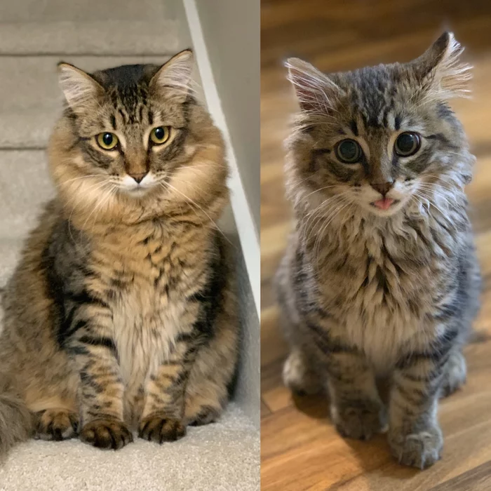 6 months challenge - My, cat, Kittens, It Was-It Was, Blep