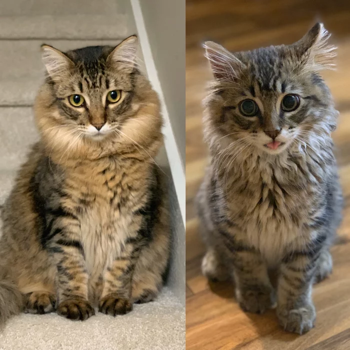 6 months challenge - Моё, Кот, Котята, Было-Стало, Blep