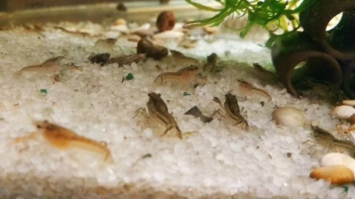 Crayfish farm, or how I ended up growing crayfish - My, Dwarf cancer, Crayfish, Farm, Aquarium, Longpost