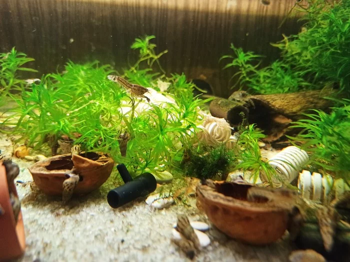 Crayfish farm, or how I ended up growing crayfish - My, Dwarf cancer, Crayfish, Farm, Aquarium, Longpost