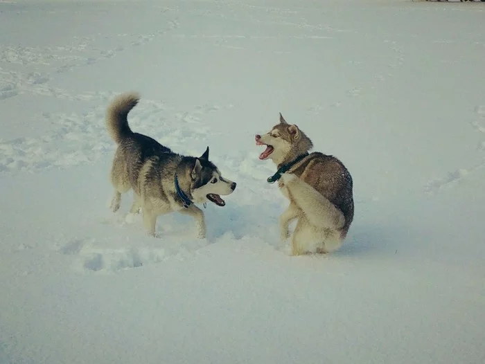 Experiment: husky and fitness bracelet - My, Dog, Husky, Fitness Bracelet, Dogs and people, Experiment, Walk, Longpost