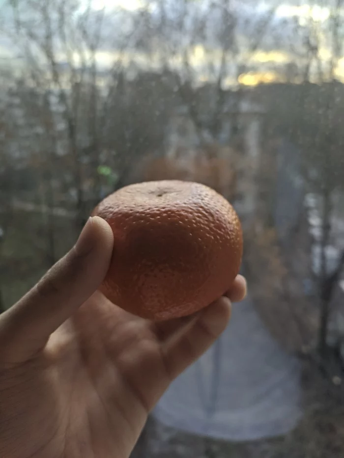 Honest review of Mandarin - My, Overview, Picture with text, Tangerines, Citrus, Power of nature, Фрукты